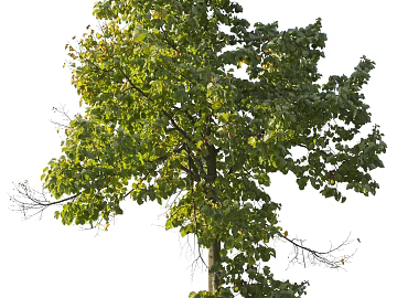 Trees Autumn Trees Big Trees Small Trees Commercial Trees Roadside Trees Community Greening texture (ID:ffach814443)