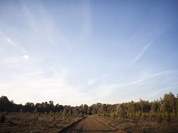 Central dirt road lead dense forest blue sky thin cloud sky exterior view texture (ID:ffach487263)