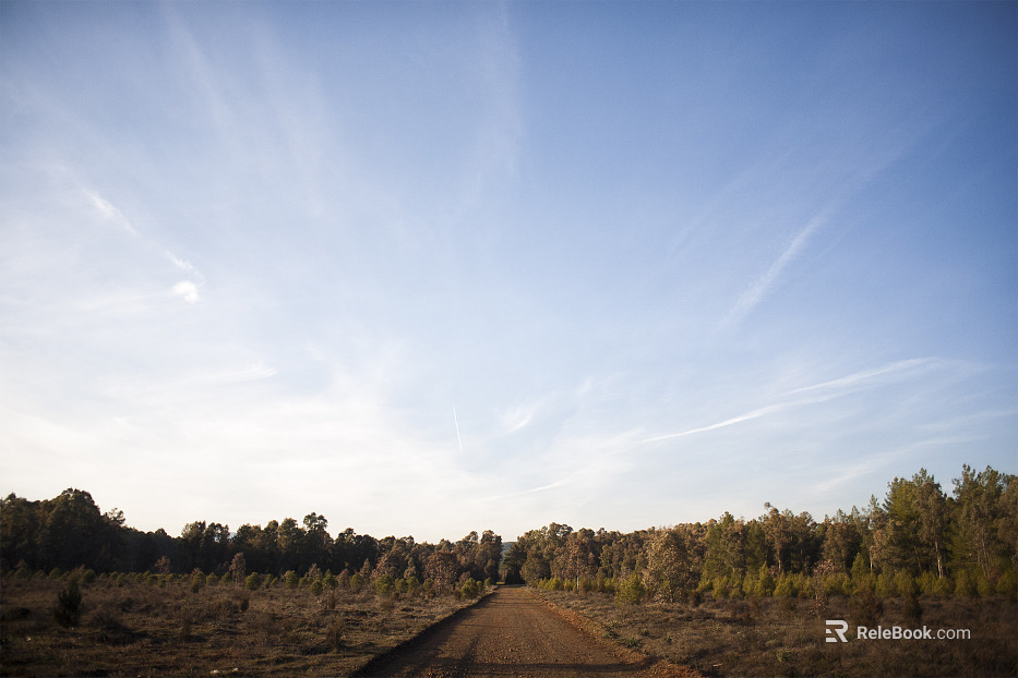 Central dirt road lead dense forest blue sky thin cloud sky exterior view texture