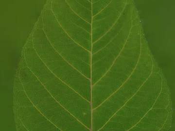 leaves texture (ID:ffagg31568)