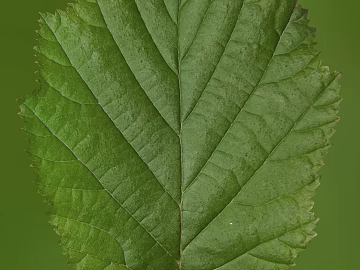 leaves texture (ID:ffagg76365)