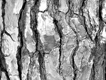 bark texture (ID:ffaff2883)