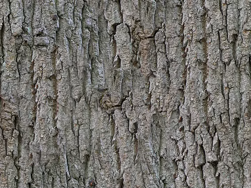 bark texture (ID:ffaeg65160)
