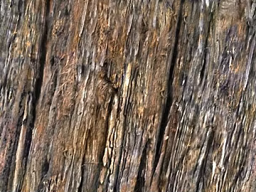 Tree bark texture (ID:ffaeh758596)
