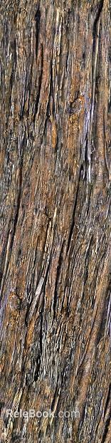 Tree bark texture