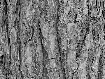 bark texture (ID:ffaag34198)