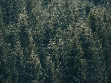 Wild Scenery texture (ID:ffabg60012)