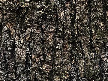 bark texture (ID:ffaif4837)
