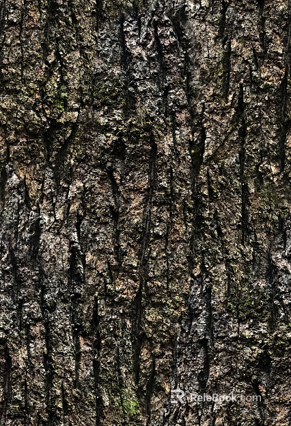 bark texture