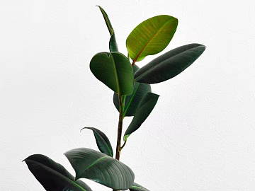 Plant painting texture (ID:ffaeg64484)