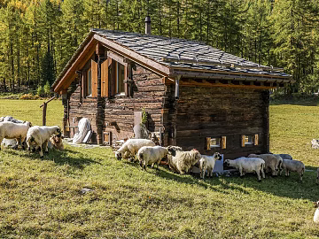 Nature Exterior Country Exterior texture (ID:ffach725385)