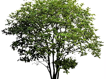 Tree texture (ID:ffaag91036)