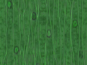 leaves texture (ID:ffaeg37389)