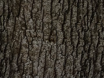 bark texture (ID:ffagg07152)