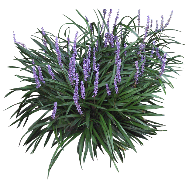 Ophiopogon japonicus texture