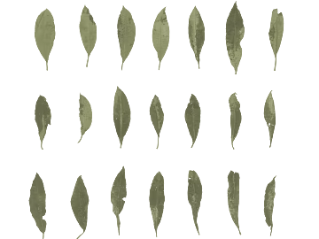 Green dry leaf decorative elements texture (ID:ffaeh931089)
