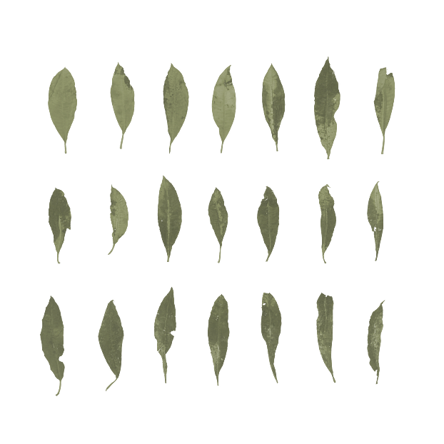 Green dry leaf decorative elements texture