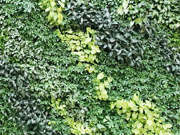 Plant wall texture (ID:ffaeg85151)