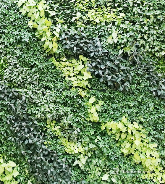 Plant wall texture