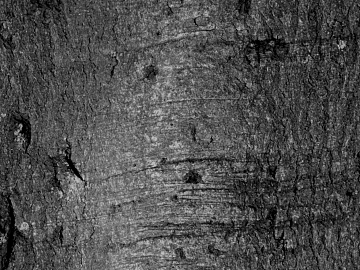 Dark Grey Bark Natural Texture Map texture (ID:ffaeh000582)