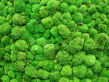 Plants texture (ID:ffaag07487)