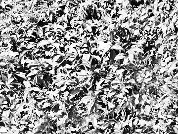 Black and White Bump texture (ID:ffacg64657)