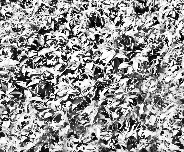 Black and White Bump texture