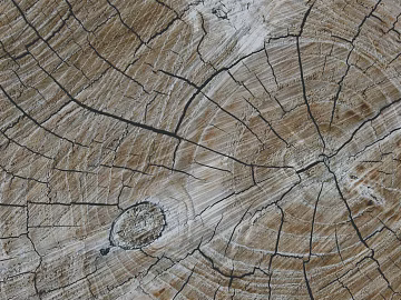 annual rings texture (ID:ffaag41058)