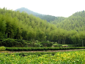 Wild Scenery texture (ID:ffajg15506)