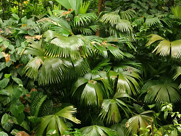 Plants texture (ID:ffagg20307)