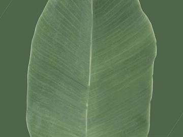 Green broadleaf plant leaves texture (ID:ffaeh061136)