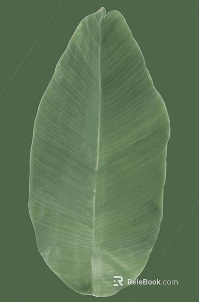 Green broadleaf plant leaves texture
