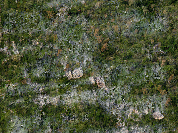 moss texture (ID:ffabg94890)