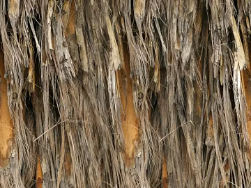 Thatch texture (ID:ffacg31202)