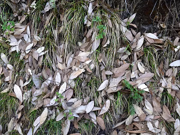dead leaves texture (ID:ffabg30440)
