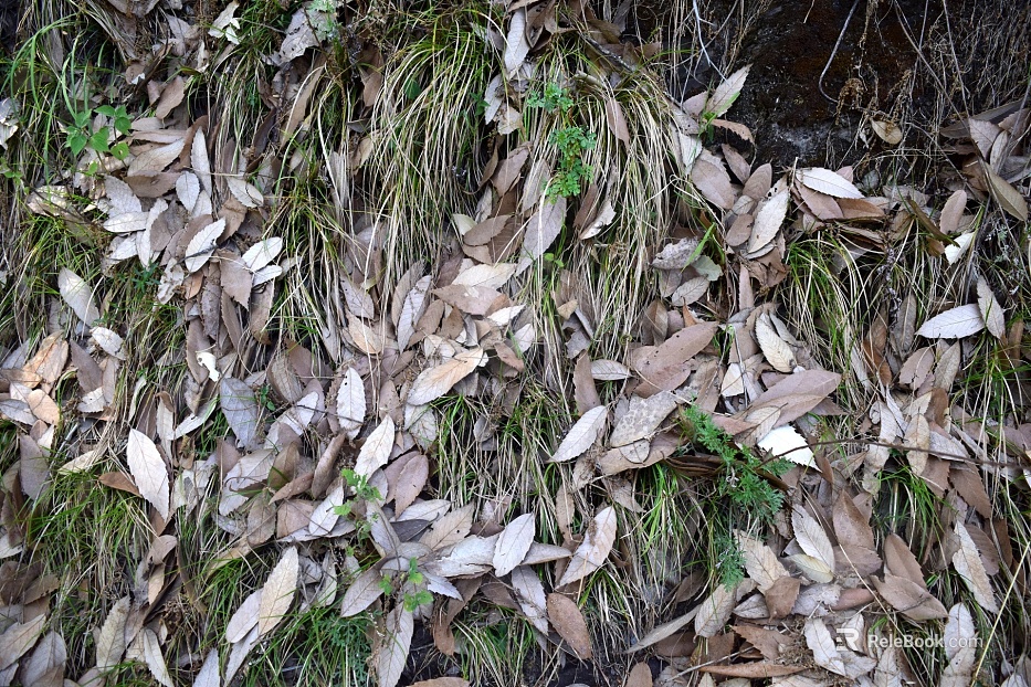 dead leaves texture