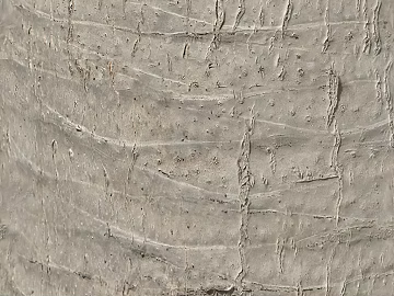 bark texture (ID:ffaef9845)