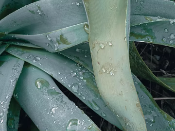 plant pattern texture (ID:ffagg86168)