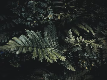 leaves texture (ID:ffaeg38797)