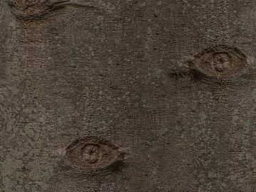 bark texture (ID:ffach832950)