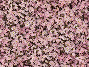 shrub flowers bushes texture (ID:ffaeh911117)