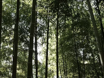 Bamboo Forest texture (ID:ffagg97655)