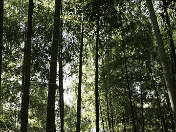 Bamboo Forest texture (ID:ffagg97655)