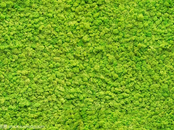 moss texture (ID:ffaag39405)