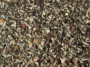 leaves texture (ID:ffabg19008)