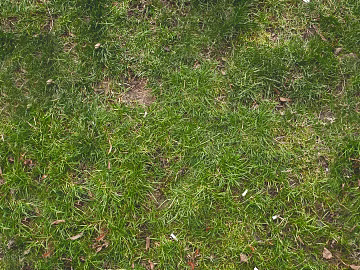 Turf 3d model
