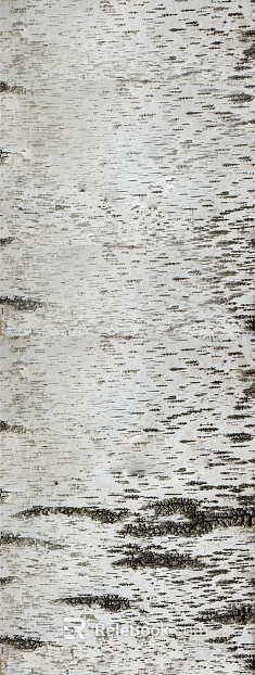 bark texture