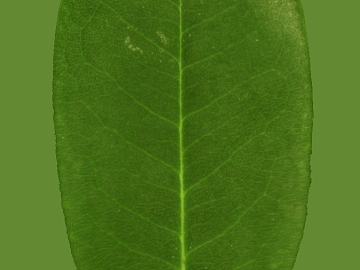 leaves texture (ID:ffaaf2466)