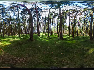 Forest HDR texture (ID:ffaeh175067)