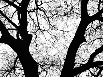 Black and white tree shadow concave-convex decorative painting texture (ID:ffach940253)